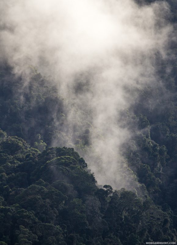 La forêt respire, pour nous